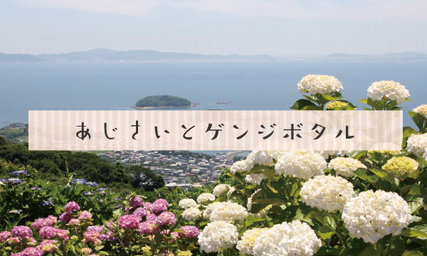 三ヶ根山のあじさいとゲンジボタル
