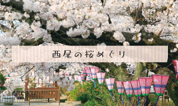 西尾の桜めぐり